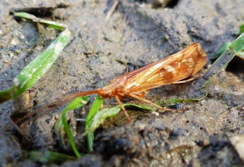 Limnephilus lunatus